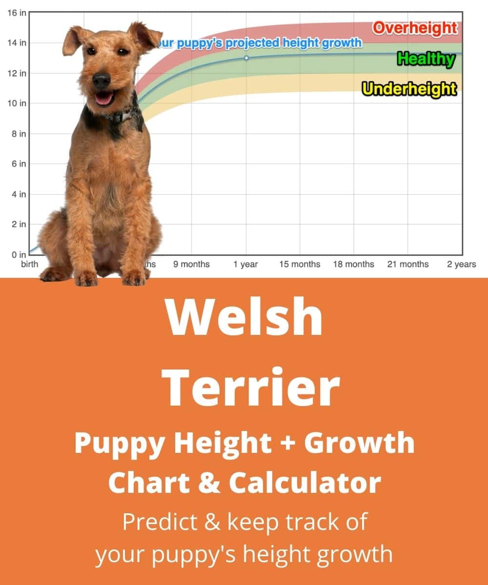 welsh-terrier Puppy height Growth Chart welsh-terrier Puppy height Growth Chart